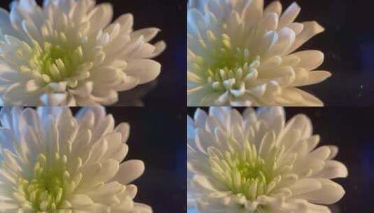 微距鲜花摄影白菊花高清在线视频素材下载