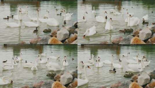 一群在湖里吃面包的天鹅高清在线视频素材下载