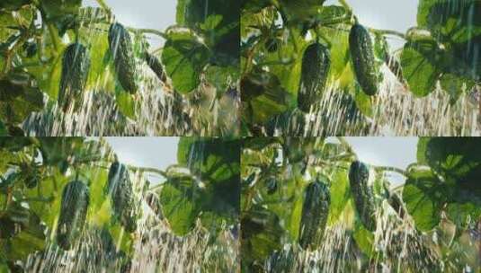 雨水浇灌树上的黄瓜高清在线视频素材下载
