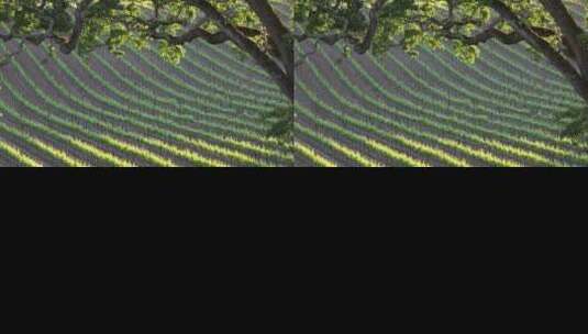 葡萄酒种植区葡萄园高清在线视频素材下载