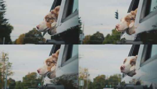 狗趴在车窗上往外看高清在线视频素材下载