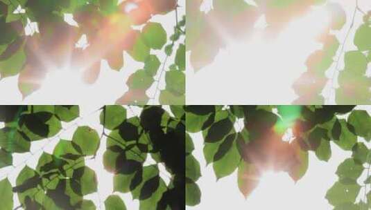 树叶阳光视频抬头看天空树叶逆光效果高清在线视频素材下载