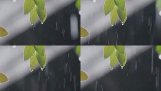 雨水滴落在树叶上-水滴滑落高清在线视频素材下载