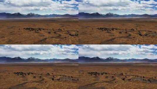 西藏牦牛群航拍高清在线视频素材下载