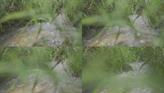 乡村世外桃源小溪溪流自然生态溪边河流高清在线视频素材下载