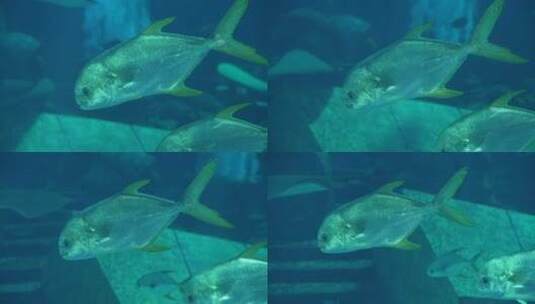 亚特兰蒂斯酒店的鱼高清在线视频素材下载