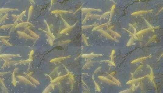 【镜头合集】冰层下的锦鲤金鱼金色锦鲤 ~高清在线视频素材下载