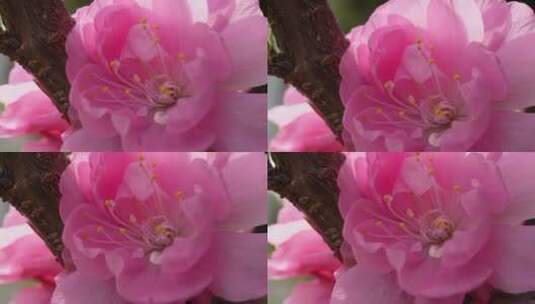 微距粉色桃花花蕊高清在线视频素材下载