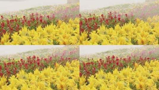 被浇灌的花卉高清在线视频素材下载
