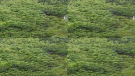绿色植物树林竖屏航拍高清在线视频素材下载