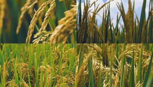 高清升格拍摄水稻稻谷素材高清在线视频素材下载