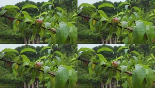 桃树和鲜美的桃子高清在线视频素材下载