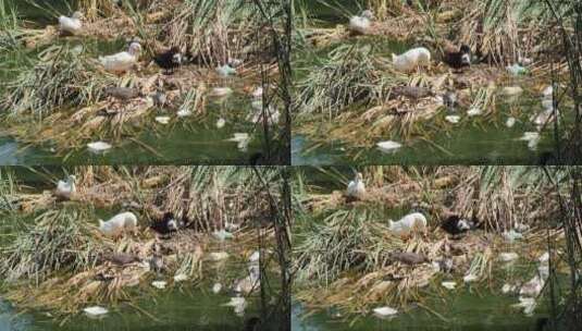 污染河流中的鸭子高清在线视频素材下载