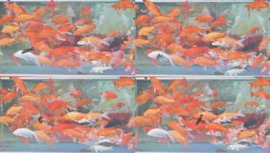 鱼缸里的红锦鲤高清在线视频素材下载