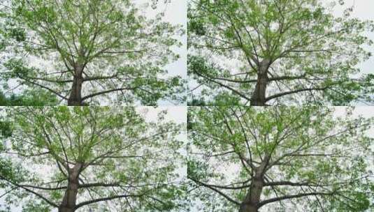木棉树的树叶树枝树荫高清在线视频素材下载