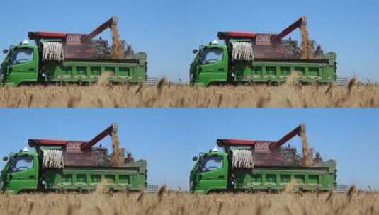 麦子熟了装入粮车高清在线视频素材下载