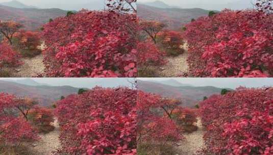 济南红叶谷景区，秋季满山红叶景观高清在线视频素材下载