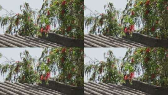 垂直红千层红花绿叶植物视频唯美素材夏天高清在线视频素材下载