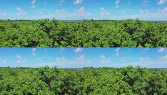 东方市自然瑰宝园黄花梨丛林低飞前进上摇高清在线视频素材下载