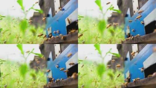 养蜂场里密封飞舞的慢镜头高清在线视频素材下载