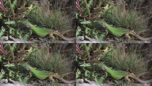 春天地上的绿蜥蜴高清在线视频素材下载