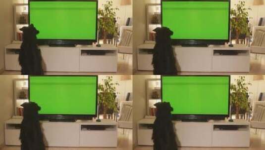 一只漂亮的黑狗看着电视上的绿屏高清在线视频素材下载