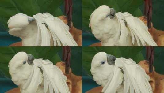 动物园白色鹦鹉在树干打理羽毛高清在线视频素材下载