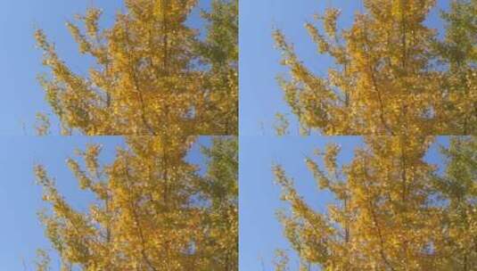 黄色秋天里金黄唯美的阳光银杏树树叶高清在线视频素材下载
