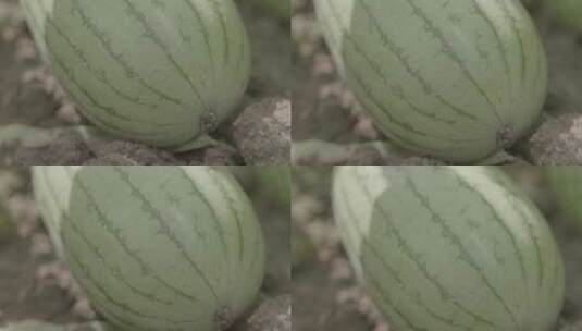 西瓜种植瓜蒂摇到瓜藤LOG高清在线视频素材下载