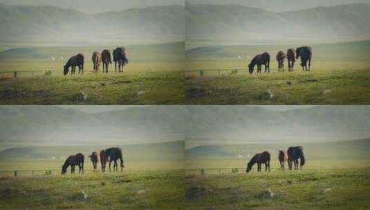 航拍草原上的马群高清在线视频素材下载