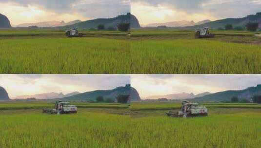 机械化收割稻谷3高清在线视频素材下载