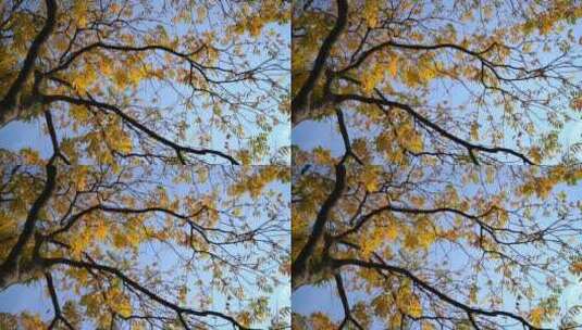 立秋渐渐黄的树叶高清在线视频素材下载