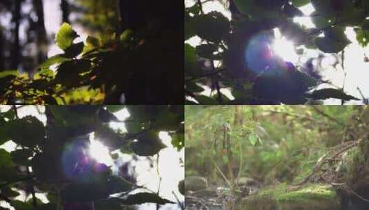 森林树叶阳光逆光唯美合集高清在线视频素材下载