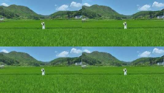 稻田中行走的美少女风吹麦浪绿色油油航拍高清在线视频素材下载
