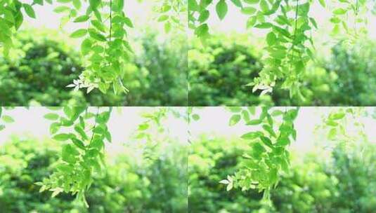 绿色夏天自然风吹树叶空镜头高清在线视频素材下载
