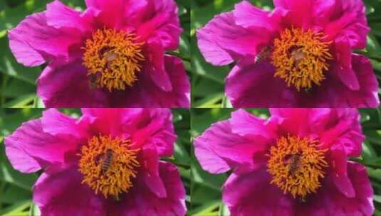 蜜蜂在牡丹花上采蜜高清在线视频素材下载