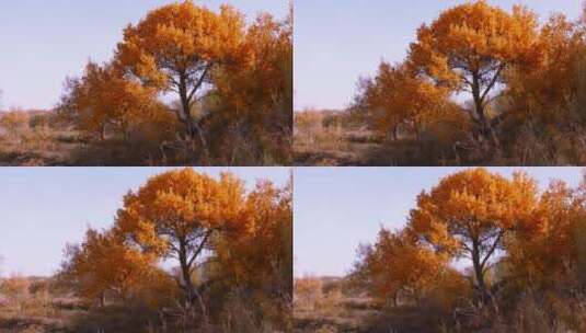 秋季 金色胡杨 野外胡杨树高清在线视频素材下载