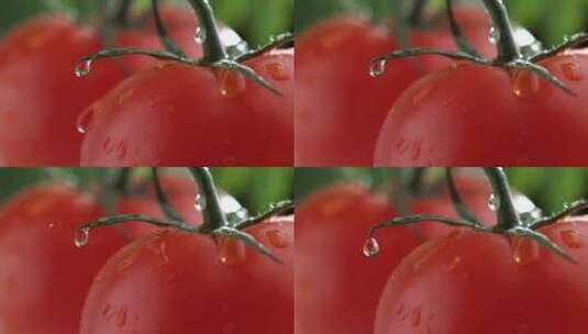 西红柿上滴落的水滴高清在线视频素材下载