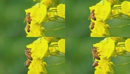 蜜蜂飞舞慢镜头特写高清在线视频素材下载