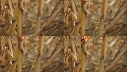 田地里干枯腐朽的玉米高清在线视频素材下载