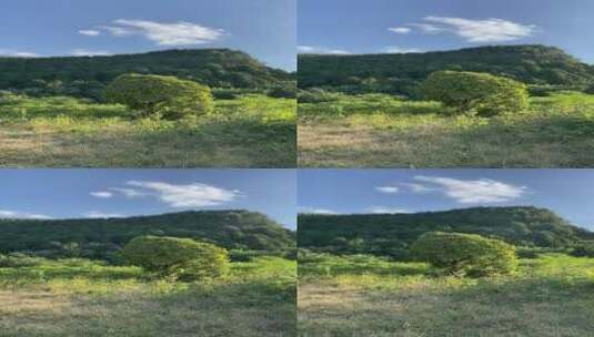 济南龙洞风景区，粉黛乱子草花海秋景迷人高清在线视频素材下载