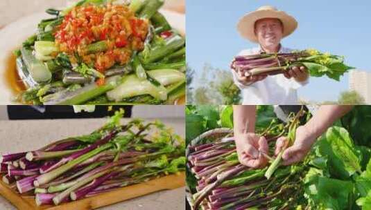 红菜苔素材高清在线视频素材下载