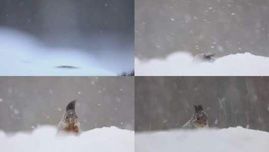 松鼠冬季森林大雪中觅食高清在线视频素材下载