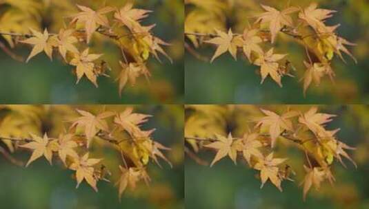 秋天的枫叶高清在线视频素材下载