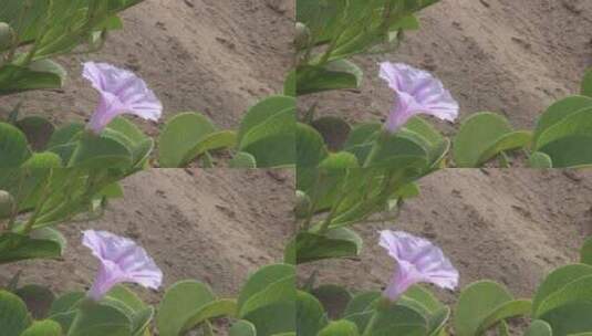 盛开的紫花高清在线视频素材下载