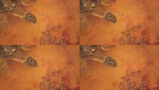 浮出水面的乌龟特写高清在线视频素材下载