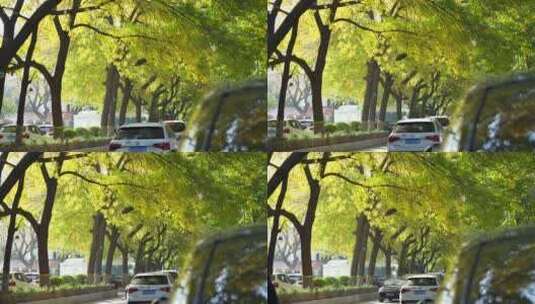 北京秋天秋景秋色道路马路巷子小巷高清在线视频素材下载