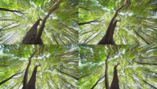 4k森林自然风光空镜头高清在线视频素材下载