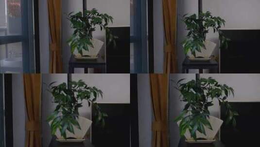 室内盆栽高清在线视频素材下载