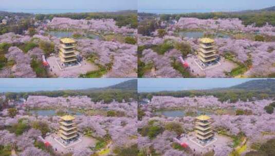 航拍武汉春天樱花季东湖樱园盛开樱花高清在线视频素材下载